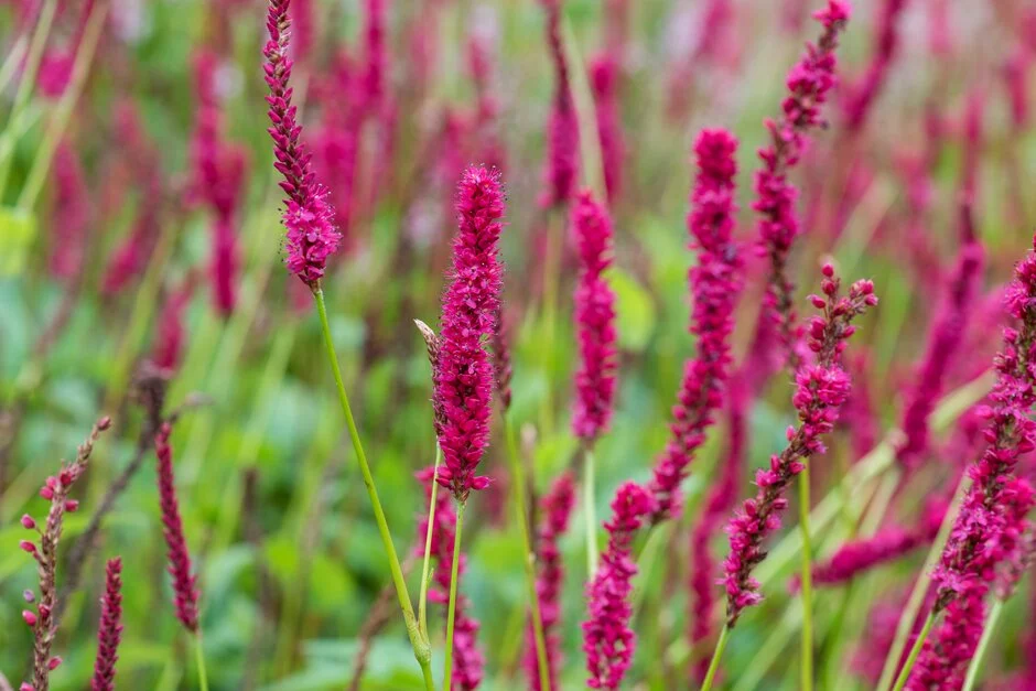 PERSİKARYA ‘ametist yazı’ / Persicaria amplexicaulis ‘Amethyst Summer’