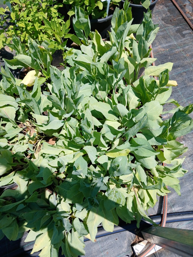 DEV GÜNEŞ SAPKASI – DEV RADBEKYA / Rudbeckia maxima