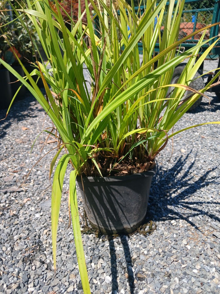 SARKAN KAREKS / Carex pendula