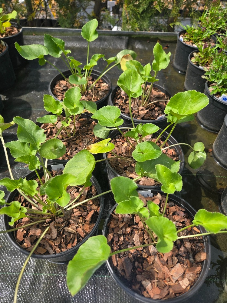 PİRAMİT ÇAN ÇİÇEĞİ / Campanula pyramidalis