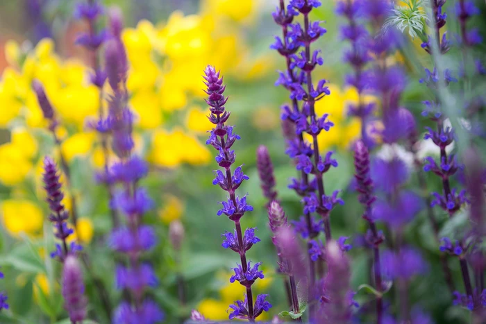 ADAÇAYI / SALVİYA ‘karadonna’ - Salvia nemerosa ‘Caradonna’