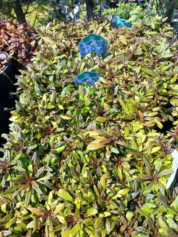 AJUKA ‘çikolata’ / Ajuga reptans ‘Choclate Chip’