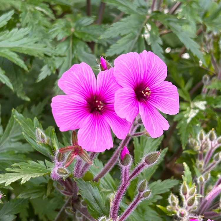 MADERYA CERENYUMU – MADERYA SARDUNYASI / Geranium maderense
