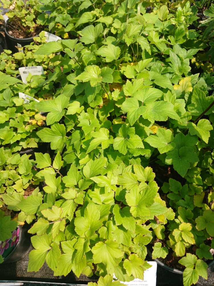 JAPON – ORMAN ANEMONU ‘harikalar’ / Anemone hupehensis ‘Splendens’