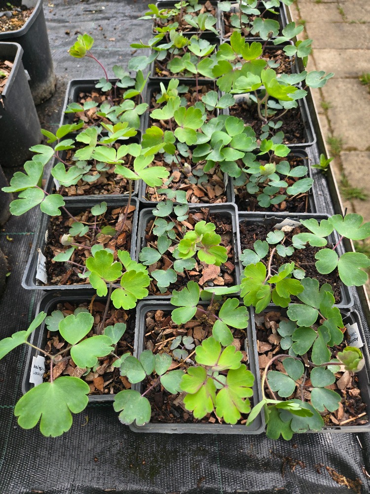 YAKUT HASEKİ KÜPESİ / Aquilegia vulgaris var. stellata ‘Ruby Port’
