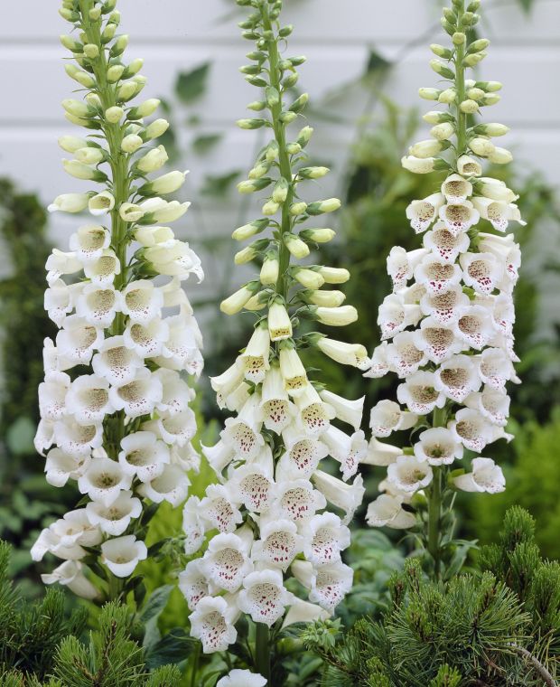 BEYAZ YÜKSÜKOTU – BEYAZ DİJİTALİS / Digitalis purpurea ‘alba’