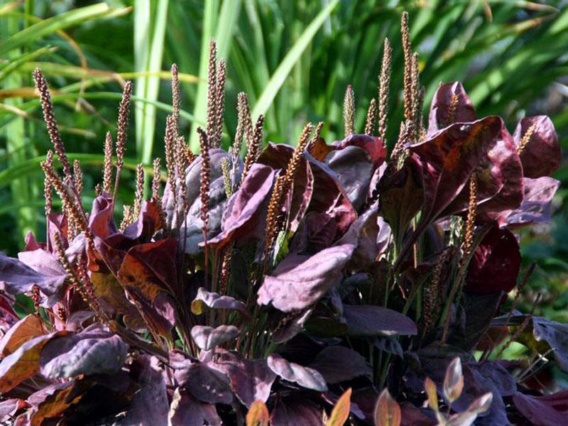 (tohum) KIRMIZI SİNİROTU - Plantago major 'Rubrifolia'