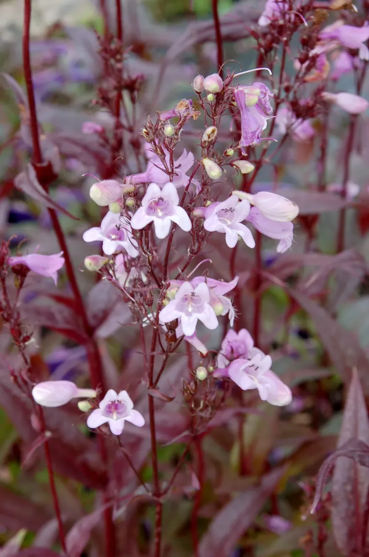 PENSTEMON ‘pokahontas’ / Penstemon ‘Pocahontas’