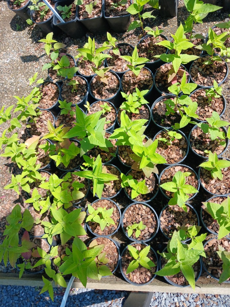 KURAKÇIL MONARDA / Monarda fistulosa