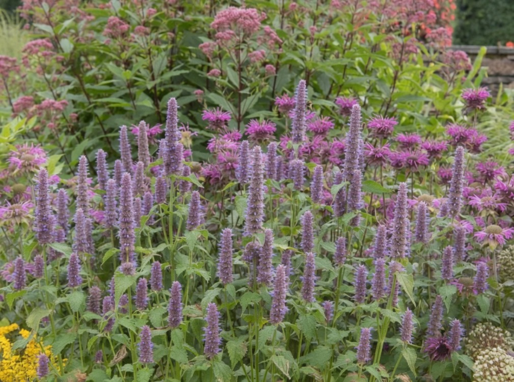 KURAKÇIL AGASTAŞ / Agastache foeniculum