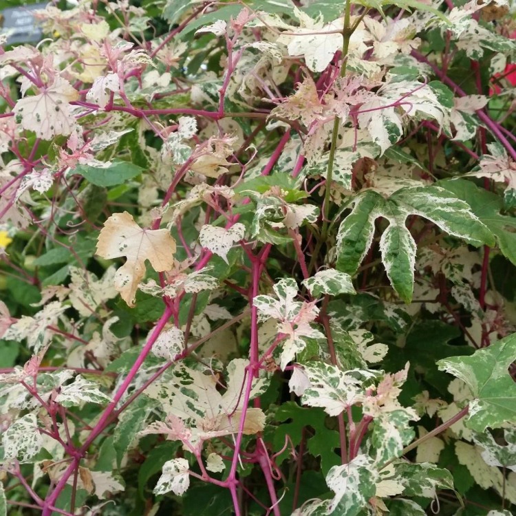 PORSELEN ASMASI / Ampelopsis glandulosa