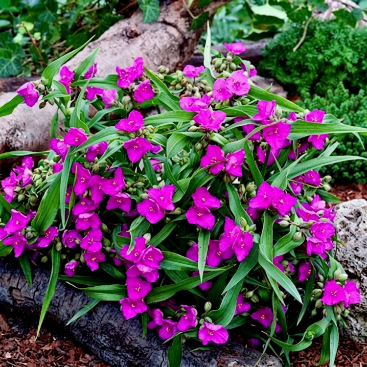 PEMBE TRADESKANTİYA ‘kamile’nin şansı’ / Tradescantia andersoniana ‘Karminglut’