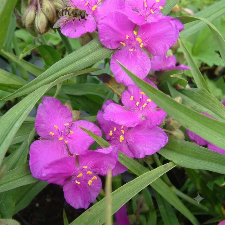 PEMBE TRADESKANTİYA ‘kamile’nin şansı’ / Tradescantia andersoniana ‘Karminglut’