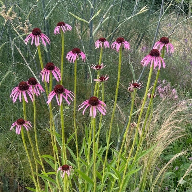 EKİNEZYA PALLİDA / Echinacea pallida