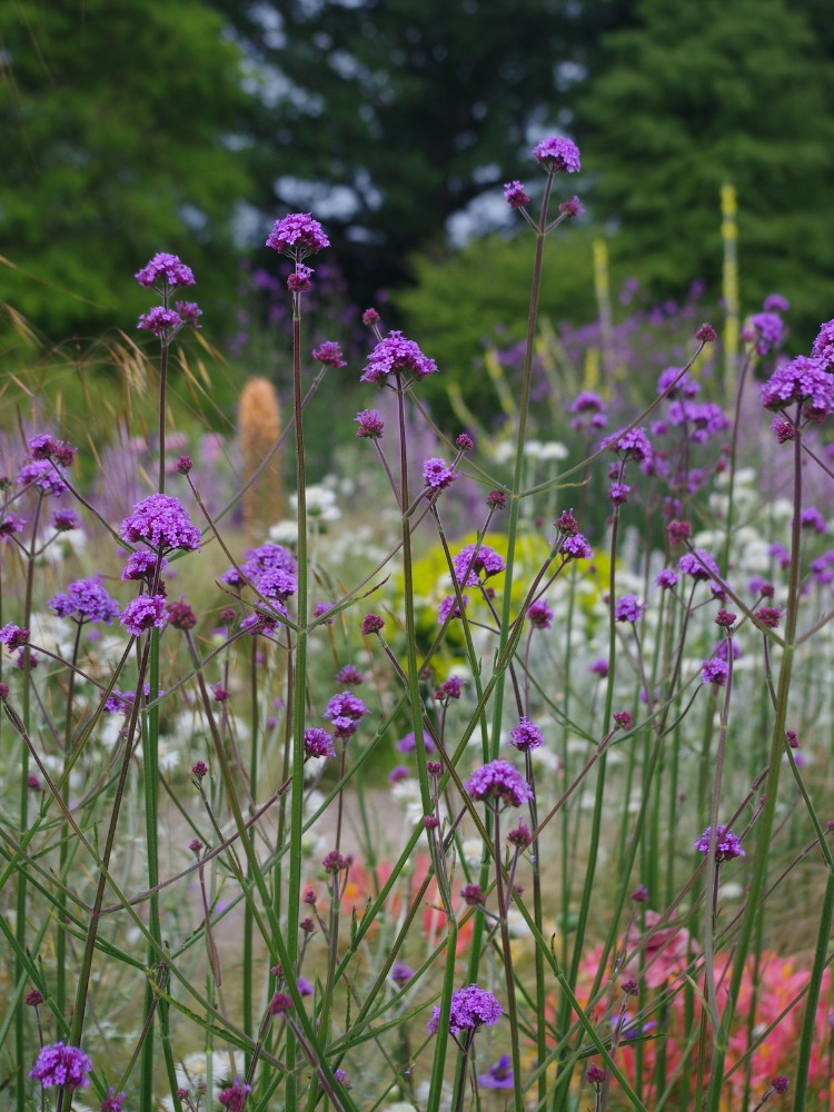 VERBENA - ÇAYIR MİNESİ /  Verbena bonariensis