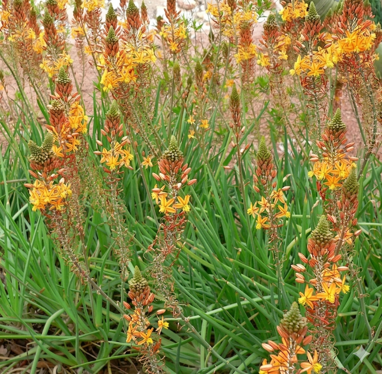 BULBİNE / Bulbine frutescens