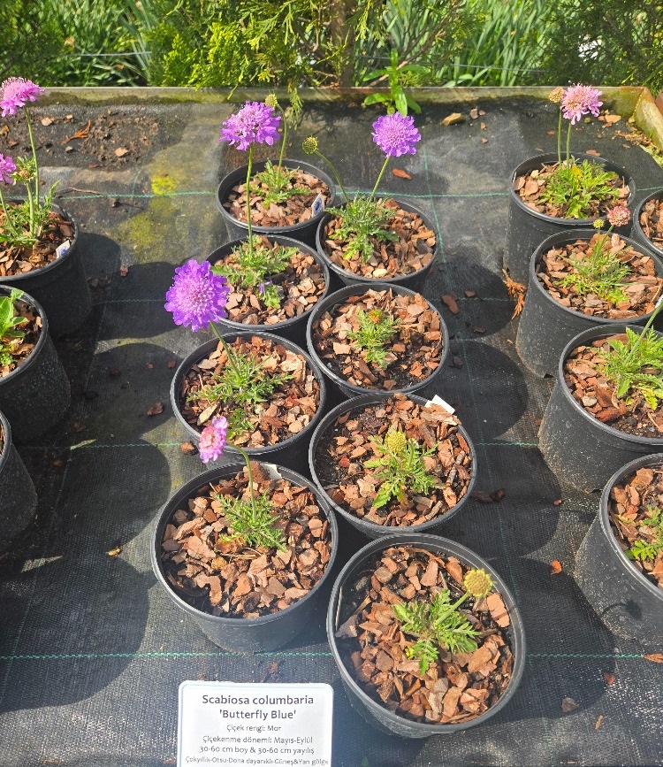 BODUR KIR SKABİYOZASI ‘kelebek mavisi’ / Scabiosa ‘Butterfly Blue’