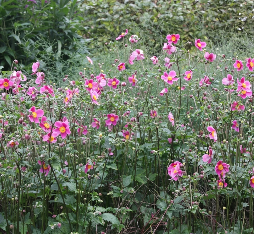 JAPON – ORMAN ANEMONU ‘has bolluk’ / Anemone hybrida ‘Hadspen Abundance’
