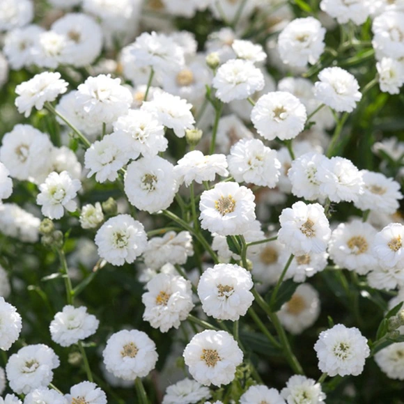 PITIRCIK CİVANPERÇEMİ - Achillea ptarmica 'The Pearly'