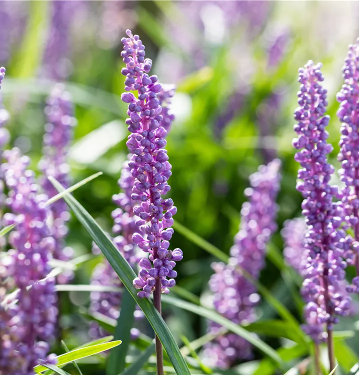 ZAMBAK SAZI - LİRYOP / Liriope muscari