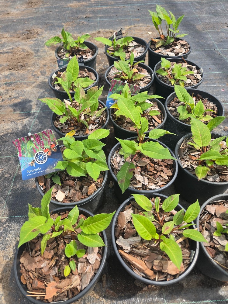 PERSİKARYA ‘ametist yazı’ / Persicaria amplexicaulis ‘Amethyst Summer’