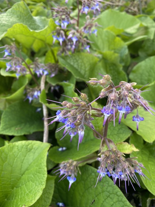 ORMAN HODANI / Trachystemon orientalis / *Türkiye Bitkisi