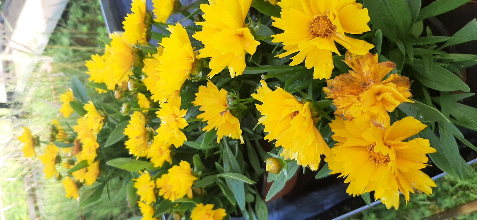 (tohum) KOREOPSİS - Coreopsis grandiflora