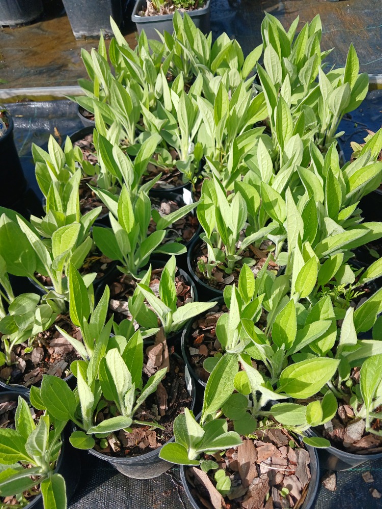ISLAK RADBEKYA / ISLAK GÜNEŞ ŞAPKASI - Rudbeckia fulgida var. deamii