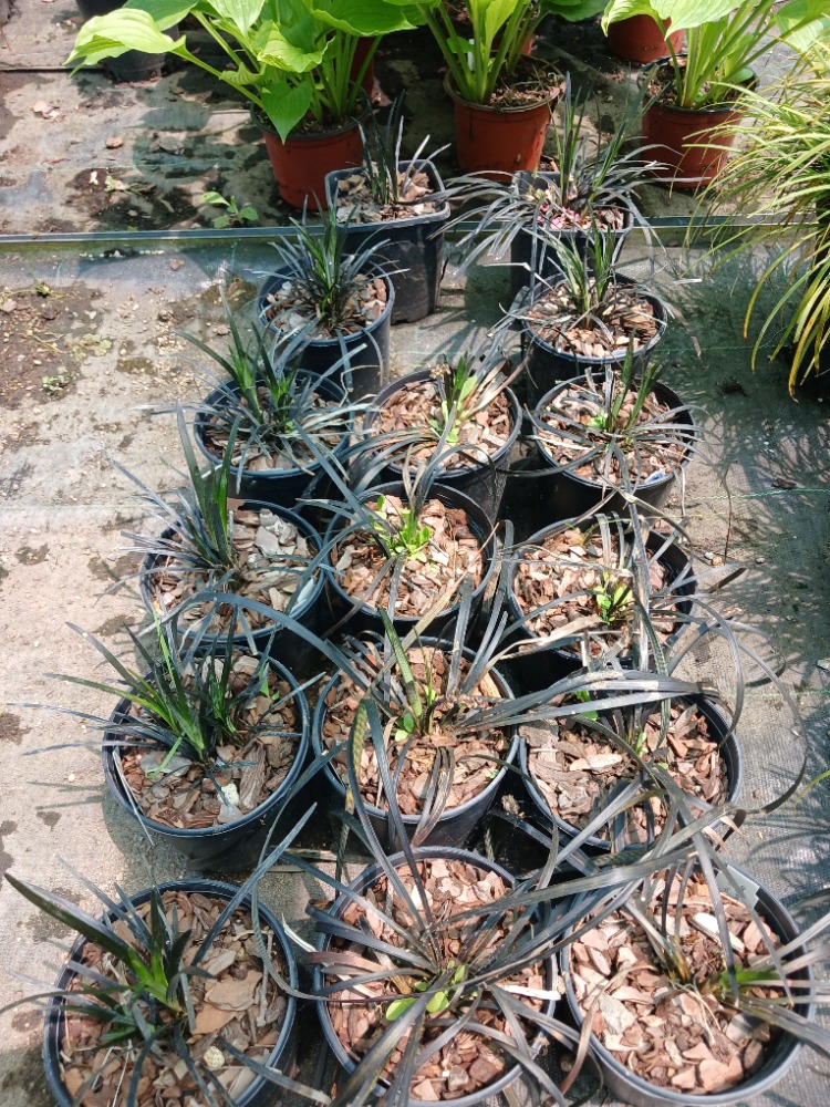 SİYAH OSMANLI ÇİMİ / Ophiopogon planiscapus nigrescens
