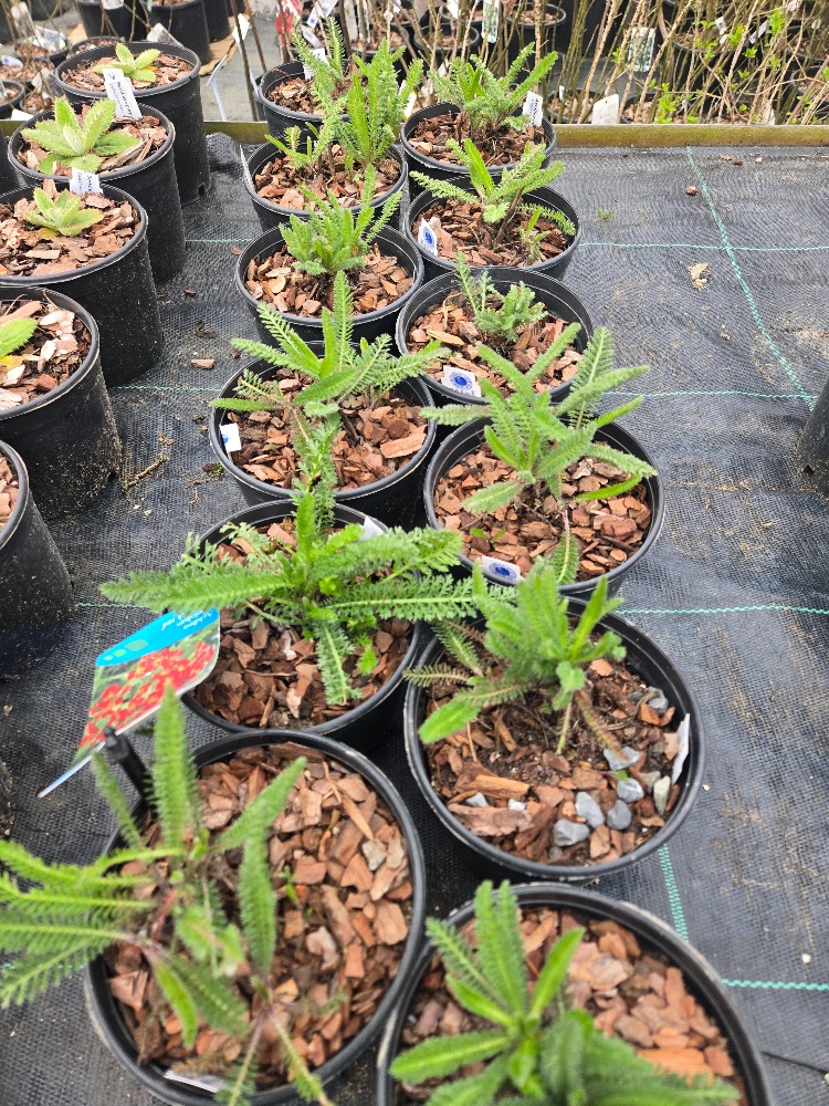 BORDUR CİVANPERÇEMİ – ‘kırmızı kaya’ / Achillea millefolium ‘Milly Rock Red’
