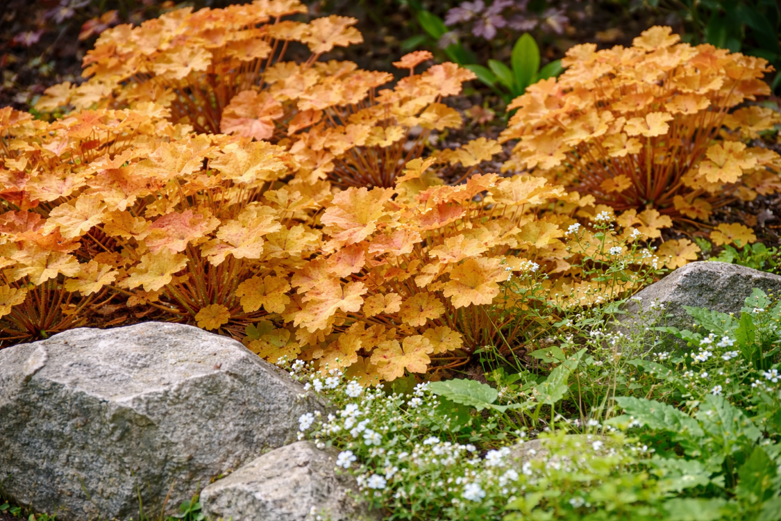HÖKERA ‘karamel’ / Heuchera ‘Caramel’
