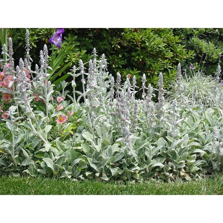 KUZUKULAĞI / STAKİS  Stachys byzantina
