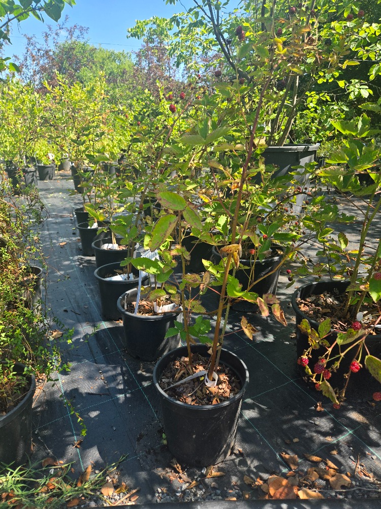 İRİ TANELİ BÖĞÜRTLEN / Rubus spp.