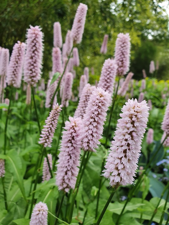 SÜPER PERSİKARYA / Persicaria bistorta ‘Superba’