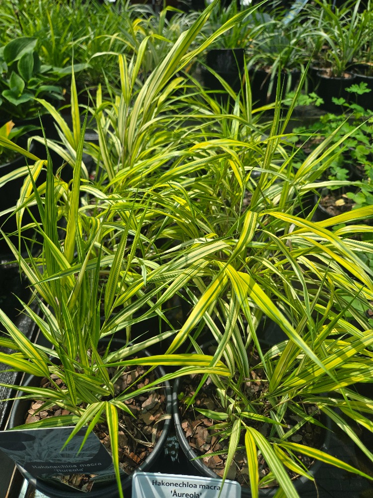 SARI ALACALI JAPON HAKONE OTU / Hakonechloa macra ‘Aureola’