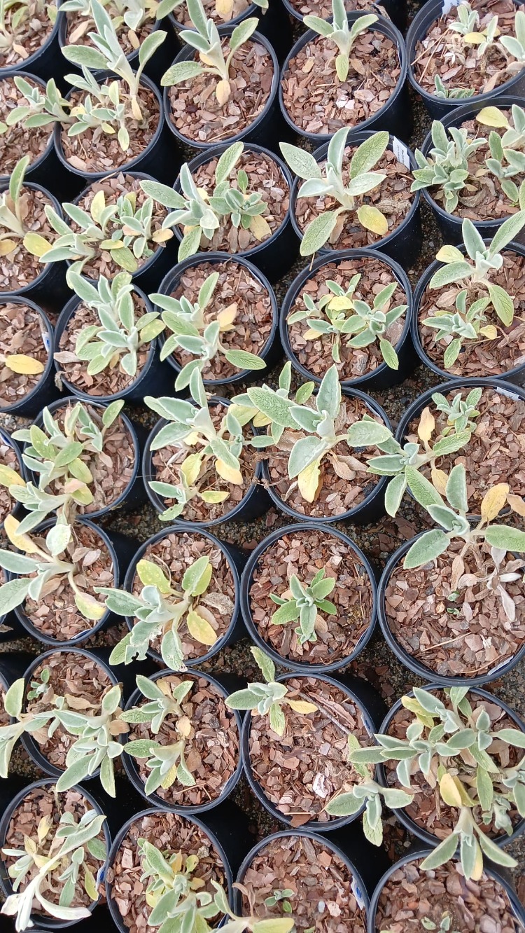KUZUKULAĞI / STAKİS  Stachys byzantina