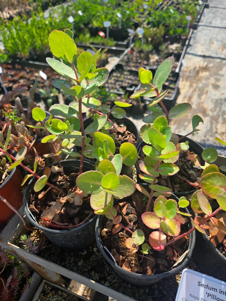 SEDUM ‘yastık sohbeti’ / Sedum intermedia ‘Pillow Talk’