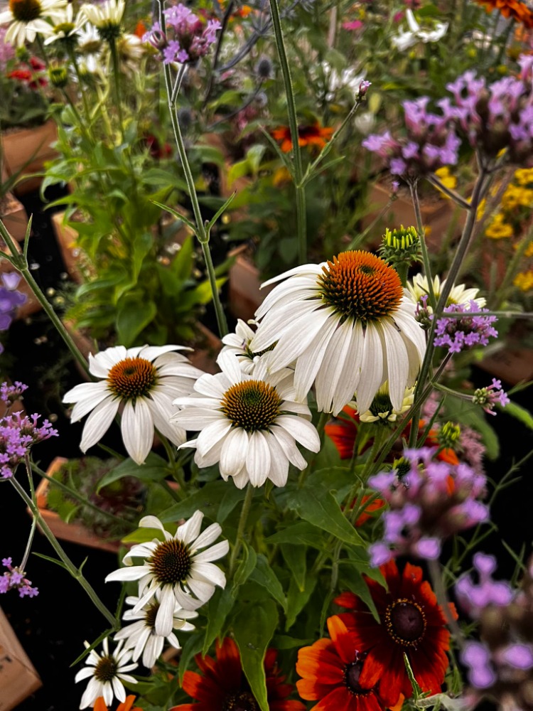 EKİNEZYA ‘beyaz kuğu’ / Echinacea 'White Swan'