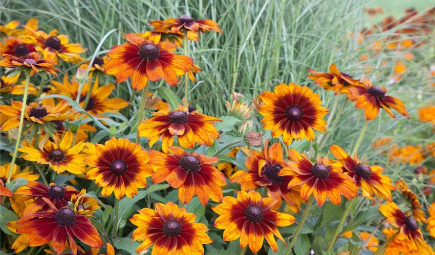 KURAKÇIL RADBEKYA (Güneş Şapkası) ‘sonbahar renkleri’ / Rudbeckia hirta ‘Autumn Colors’