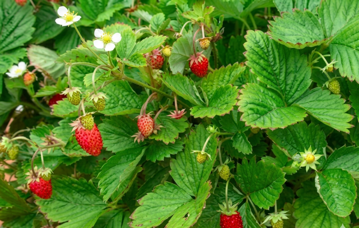 ALP ÇİLEĞİ / Fragaria vesca