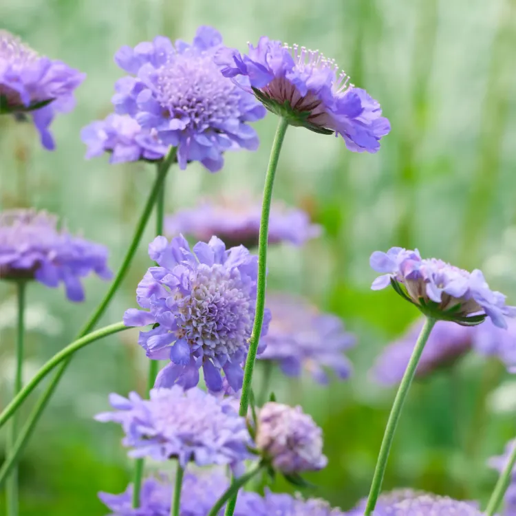 BODUR KIR SKABİYOZASI ‘kelebek mavisi’ / Scabiosa ‘Butterfly Blue’