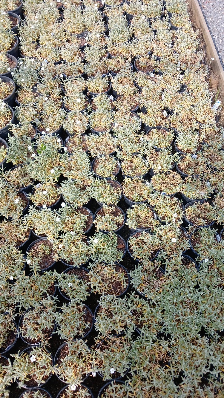 BEYAZ FARE DİŞİ /  Cerastium tomentosum
