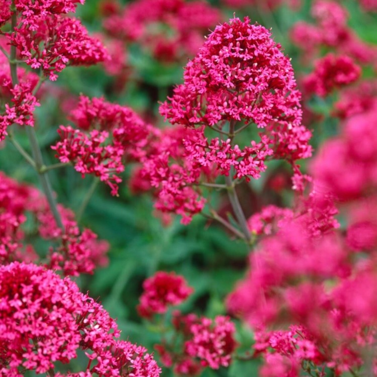 MAHMUZ ÇİÇEĞİ - SENTRANTUS ‘pembe’ / Centranthus ruber