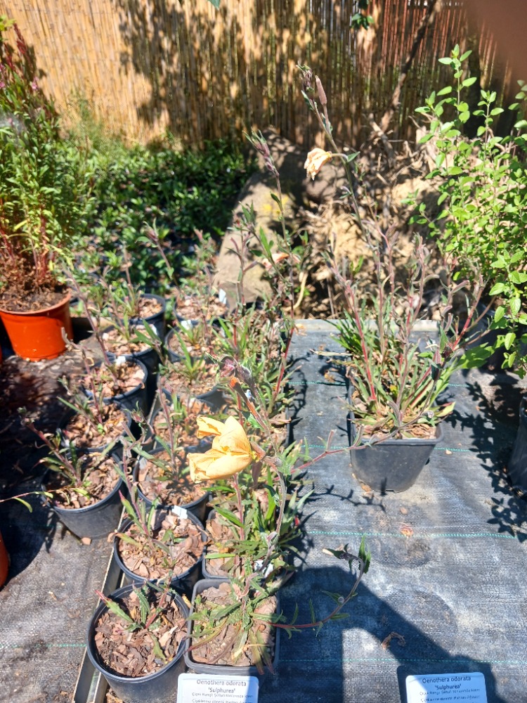 SÜLFÜR EZAN ÇİÇEĞİ -  Oenothera odorata ‘Sulphurea’