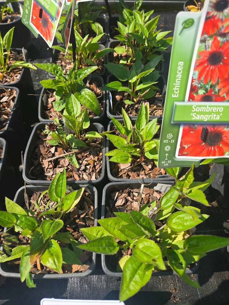 EKİNEZYA ‘sonbahar kırmızısı’ / Echinacea ‘Sombrero Sangrita’