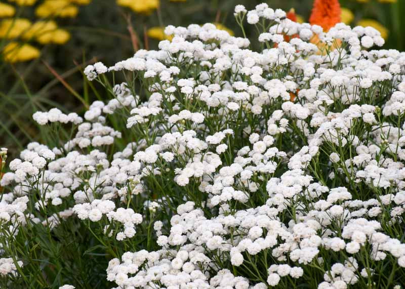 PITIRCIK CİVANPERÇEMİ - Achillea ptarmica 'The Pearly'