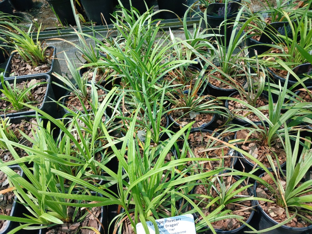 LİRYOP ‘gümüş ejderha’ - Liriope muscari ‘Silver Dragon’