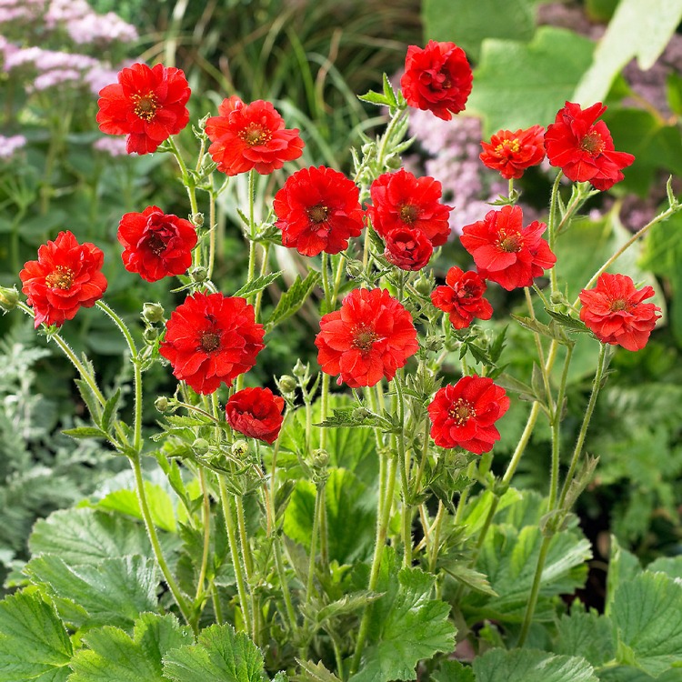 CEYUM ‘bayan bradşav’ / Geum chiloensis ‘Mrs. Bradshaw’’