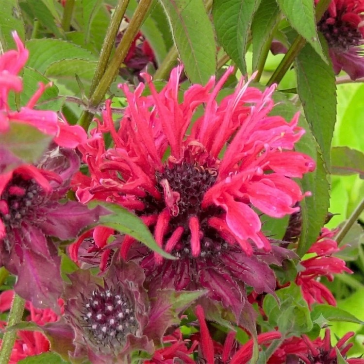 MONARDA ‘bihter gelin’ / Monarda ‘Gewitterwolke’