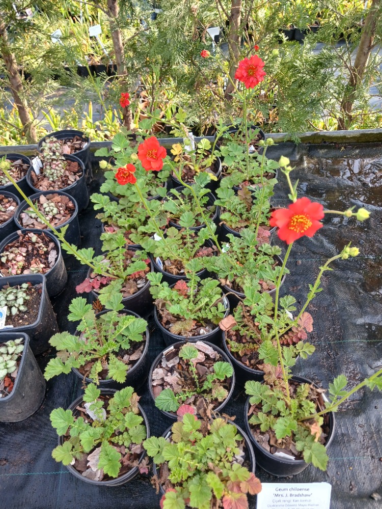 CEYUM ‘bayan bradşav’ / Geum chiloensis ‘Mrs. Bradshaw’’